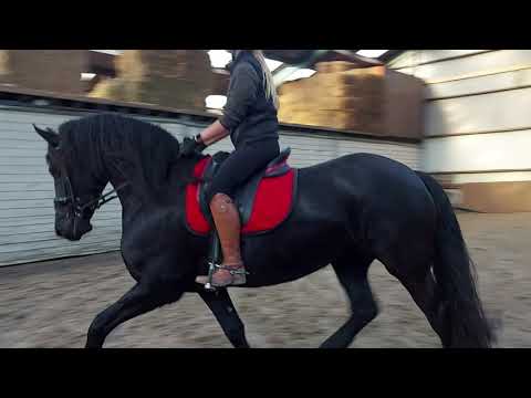 Stal Okkema's Baike - Jouwe x Sape - Mare - 2016