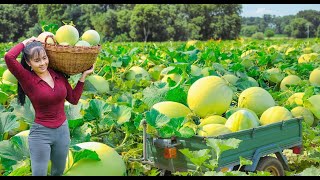 Harvest Tons Of Korean Melon (DƯA LÊ) In The Rain, Use Truck Transport Many Melons Go To Market Sell