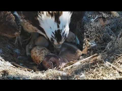 #3 hatches at Savannah, 4/21/20 - Savannah osprey nest