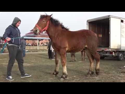Manz Semigreu Romanesc - Cluj 26 feb 2018