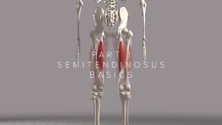 Hamstrings Series Part 1-  Semitendinosus Basics 4k Animation