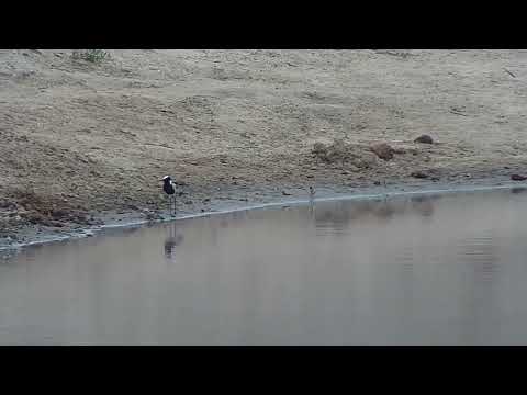 Djuma: Brand NEW Blacksmith Lapwing chick-hatched Sept 17 - 12:38 - 09/18/2023