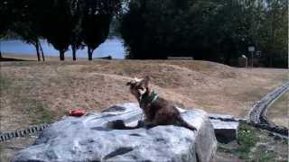 preview picture of video 'Lucky at Luther Burbank Park | Mercer Island | WA State 2012'