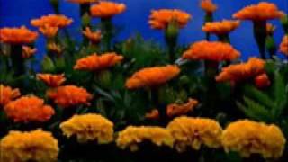 tanlines - newflowers