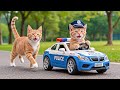 Mama Cat Helps Kitten Chase His Dream To Become A Brave Police Officer ‍ ️ Heartwarming Story