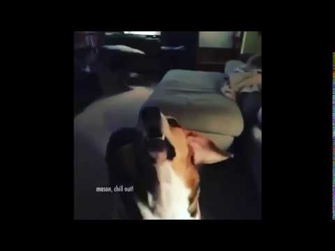 Power of Christ compels you dog version