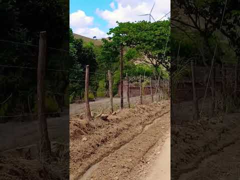 #gravatá ] #pernambuco #nordeste #shorts #plantas