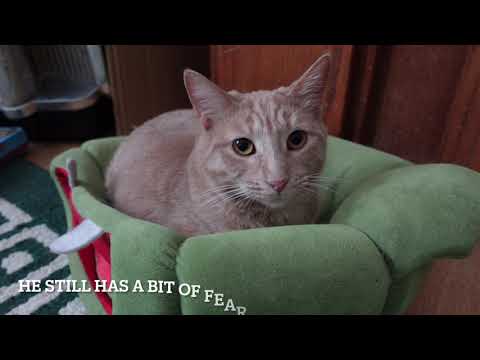 Taming A Feral Cat- Oliver's Story