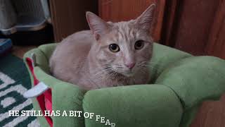 Taming A Feral Cat- Oliver's Story