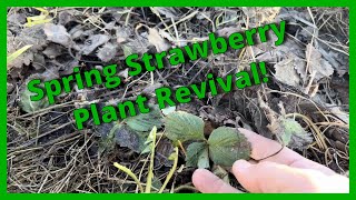 How To Never Run Out Of Strawberries!! Springtime Plant Revival!!