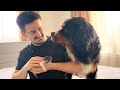 Bernese Mountain Dog is Shocked by Baby Kitten