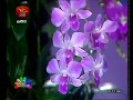 nugasewana-mal-wagawa-05-06-2018