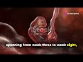 Incredible 3D Journey From Fertilization To Childbirth