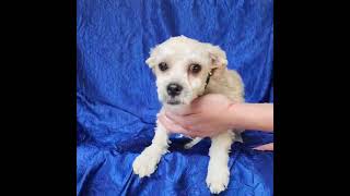 Video preview image #1 Shih-Poo Puppy For Sale in Cuba, NY, USA