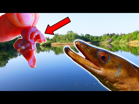 Mit HÜHNERHERZ auf AAL - UNFASSBARER BEIFANG! 😱