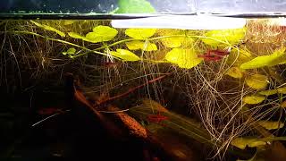 boraras brigittae 01