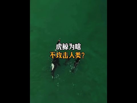 虎鯨為啥不吃人呢？#動物科普 #虎鯨