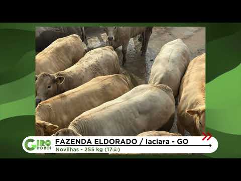 FÊMEAS CHAROLÊS EM F1 ANGUS IMPRESSIONAM COM 17@ EM GOIÁS
