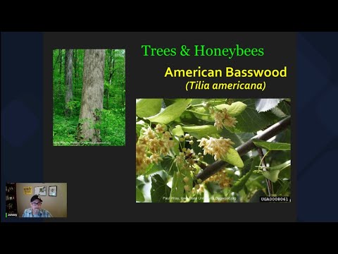 Trees & Honeybees -  American Basswood (Tilia americana)