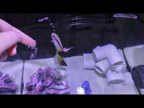 Tilefish thinks it's a dolphin