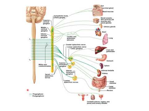 Chapter15C - ANS Sympathetic 1
