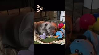 Video preview image #9 American Bully Puppy For Sale in OVERLAND, KS, USA