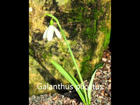 Snowdrops. A guide to identification.
