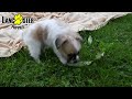 Papillon dogs for sale: Alex - Video 1