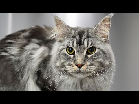 And THIS is why I love Maine Coon cats 😍