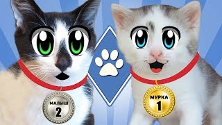 ЧЕЛЛЕНДЖ ДЛЯ КОТОВ! кот МАЛЫШ и кошка МУРКА и УРОК ГИМНАСТИКИ? Школа котов Для детей kids children