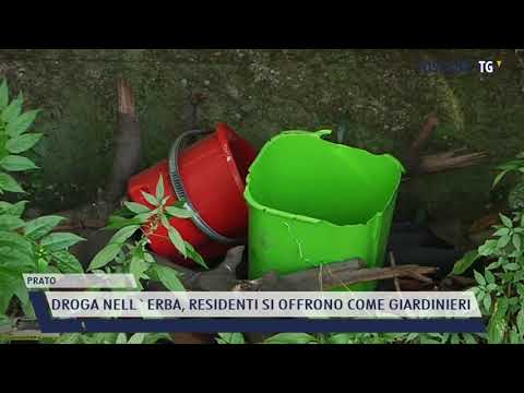 2021-07-06 PRATO - DROGA NELL'ERBA, RESIDENTI SI OFFRONO COME GIARDINIERI