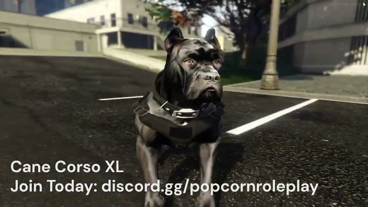 Cane Corso (Regular + XL) - Addon Dog Ped thumbnail 3