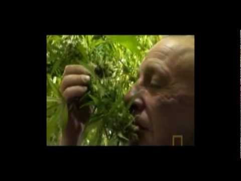 Dolla Bill - Legalize It (prod. Profetesa Beats) OFFICIAL VIDEO