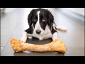 Nick Gravenites-Throw Your Dog A Bone