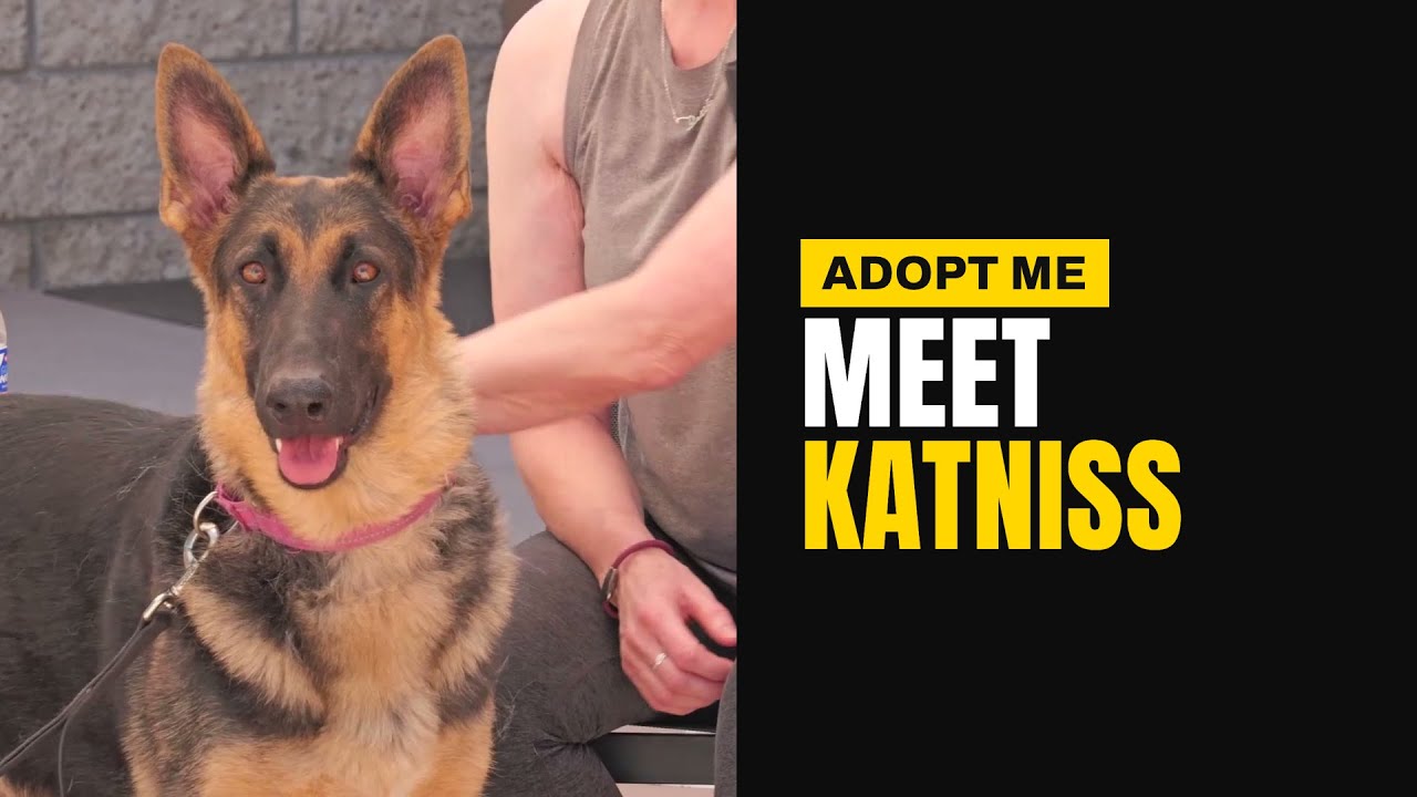 Katniss- Adopt me!, a Adoptable mixed breed in Lake Forest, CA video 6/6