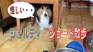 【シェルティ】ショート散歩【フランス田舎暮らし🇫🇷】#犬の散歩 #賢い犬 #犬のいる暮らし #シェルティ