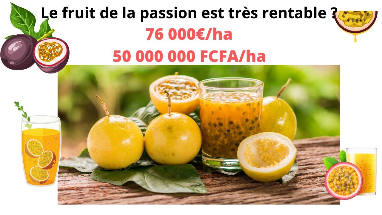 La culture du fruit de la passion de A à Z : cette culture génère plus de 76 000€/ha  #agribusiness