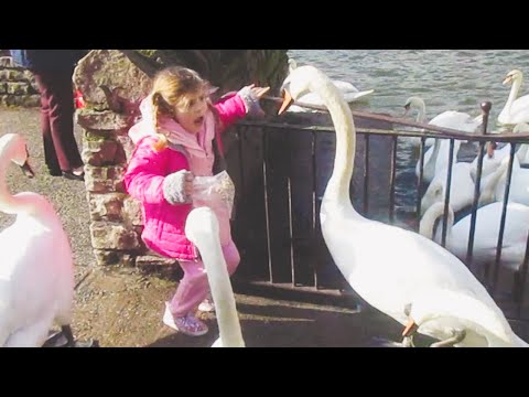 This is Why You Never Ever Mess With Swans Again - Swan Attacks || PETASTIC 🐾