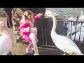 This Is Why You Never Ever Mess With Swans Again Swan Attacks PETASTIC