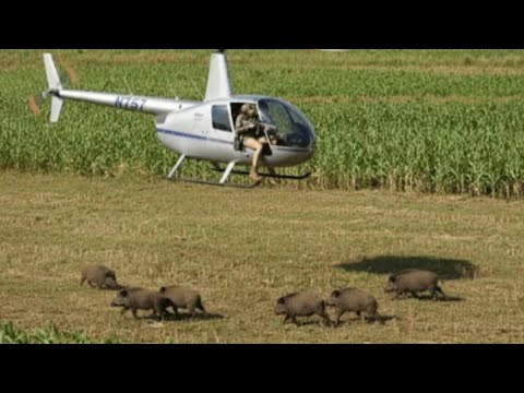 Wild Boar Hunting - Insane Moments Hunter Takes Down Wild Predator in Cornfield by Helicopter
