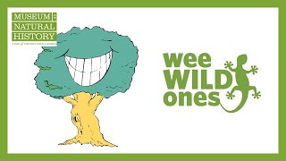 Download Lagu Trees u0026 Leaves - Wee Wild Ones on the Web (Season 1, Episode 1) Thumbnail
