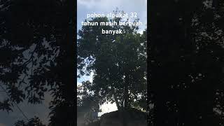 Download lagu pohon alpukat 32 tahun masih produktif. JAGA NUTRISINYA. #alpukat #avocado #sobatngarit #shorts mp3