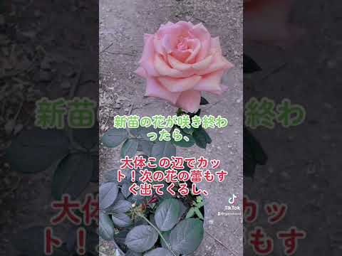 種からバラの木を植えるチャンスをお見逃しなく！どのように対処すればよいでしょうか？  庭園