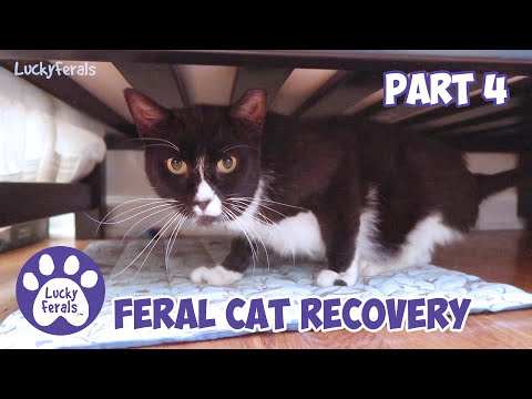 Injured Feral Cat Recovery Part 4 - Days 26 - 34 - Ditto Tribute - Training A Feral Cat