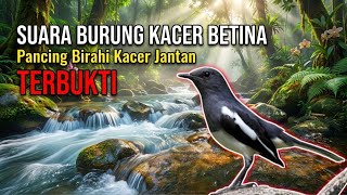 Download lagu SUARA BURUNG KACER BETINA | Pancing Birahi Kacer Jantan TERBUKTI mp3
