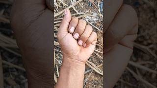 I found Unique beetles (red stipe weevil) #anyuniqueanimals #buglovers #beetle #insects