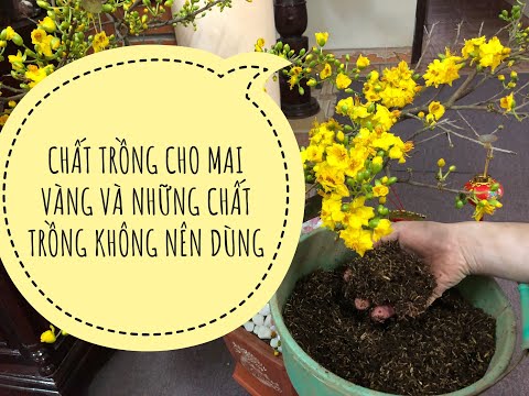 CHẤT TRỒNG CHO CÂY MAI VÀNG, VÀ NHỮNG CHẤT TRỒNG KHÔNG NÊN DÙNG CHO CÂY MAI