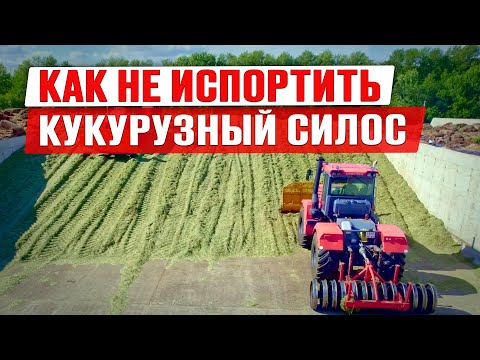 Силос 2024 | Уборка кукурузы на силос | Настройка комбайна | Заготовка силоса | Заготовка кормов