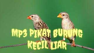 Download lagu Pakai sound pikat ini semua burung mendekat 🐦 | mp3 pikat bukan kaleng kaleng | pikat ampuh mp3