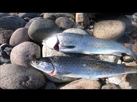 Viele MEERFORELLEN zwischen den Hornfischen Mai 2022